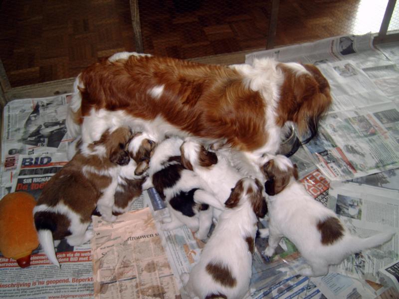 Puppies